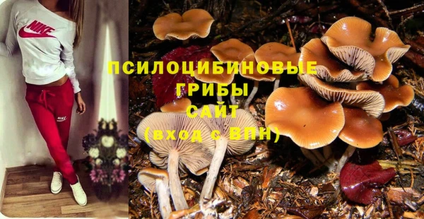 шишки Арсеньев